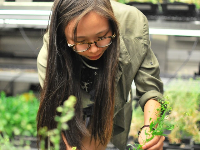A researcher reaches down to a plant.